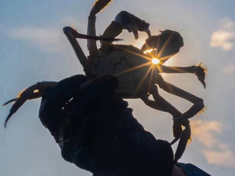 圣诞快乐 | 用膏肥黄满金玉蟹，陪你暖暖过圣诞！