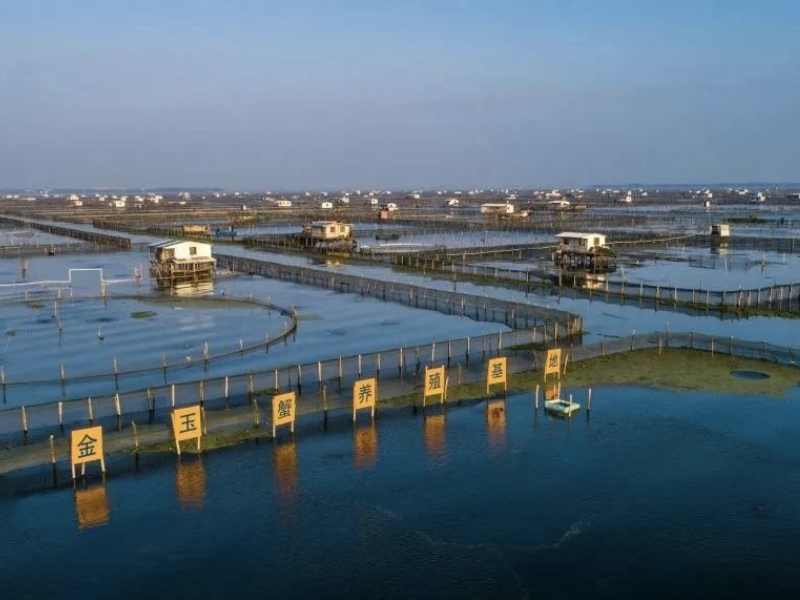 情人节快乐：用好蟹钳住心爱的“她”