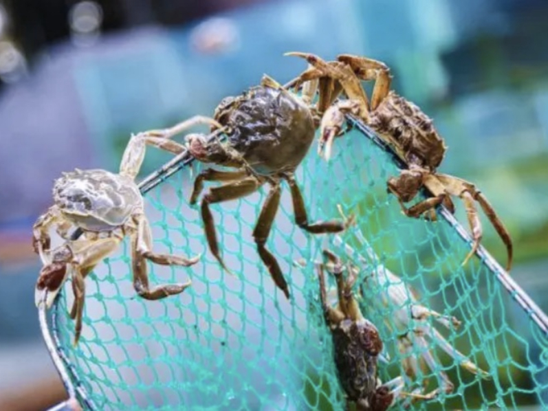 谷雨节气｜雨生百谷，金玉蟹肆意生长中…