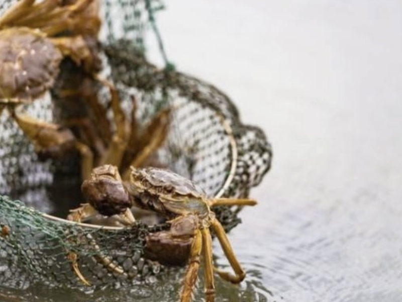 小满 | 小满时节至，蟹壳随水离