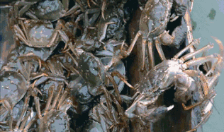 1665564953847536.gif 640.gif